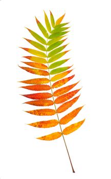 Single bright multi-colored leaf , close-up, isolated on a white background