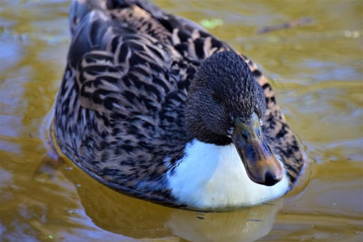 A female mallard duck swims on a lake