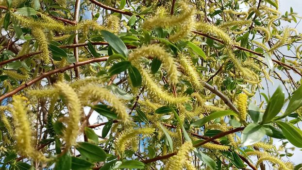 Close-up, brush of willow in early spring. Yellow stamens on the branches. Background, pattern natural.