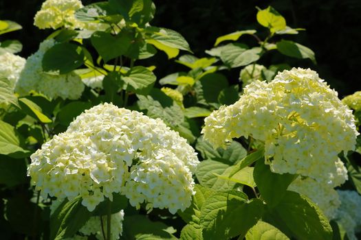 Beautiful hydrangea flowers bloom in the garden in spring