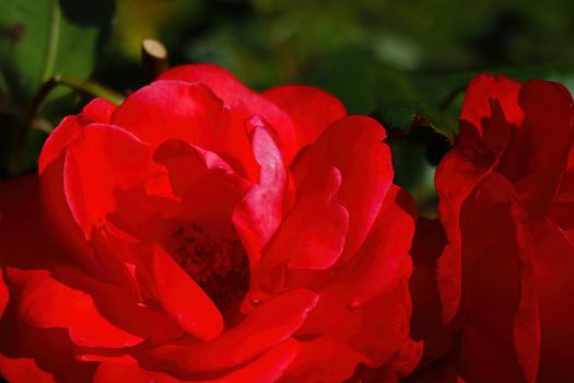 Dark red rose blooms in spring in the park