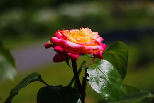 Dark red rose blooms in spring in the park