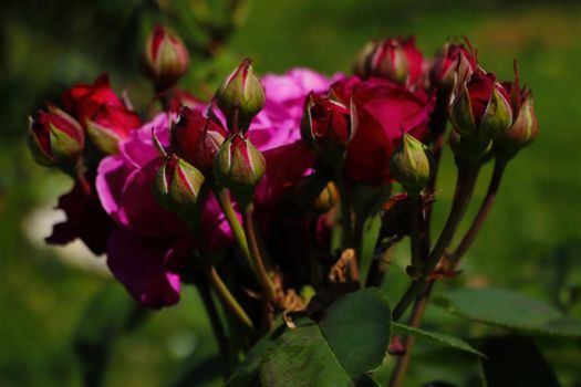Dark red rose blooms in spring in the park