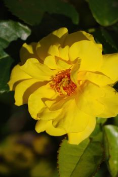 A bright fragrant lemon rose blooms in a garden or park
