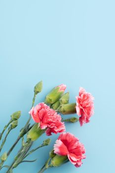Concept of Mother's day holiday greeting gift design with carnation bouquet on bright blue table background