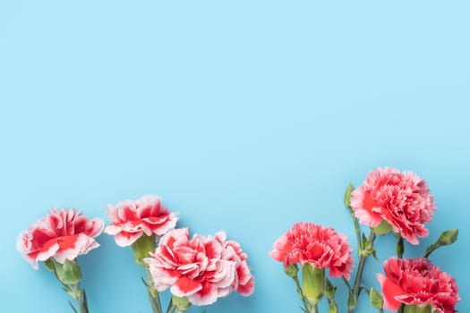 Concept of Mother's day holiday greeting gift design with carnation bouquet on bright blue table background