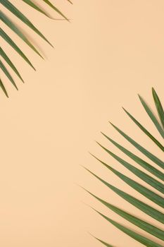 Top view of tropical palm leaves branch isolated on bright orange background with copy space.