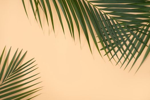 Top view of tropical palm leaves branch isolated on bright orange background with copy space.