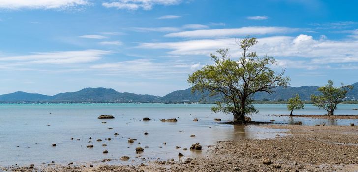 Tree standing by a sunny beach, blue water ocean, blue sky and green mountain background.