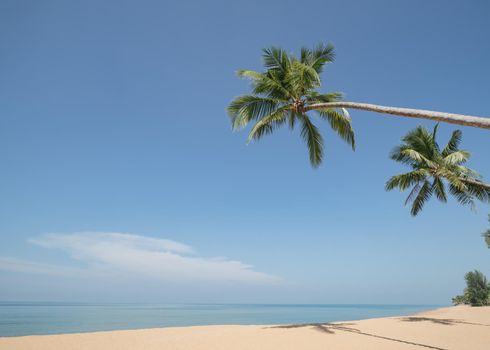 Coconut Palm tree on the sandy beach with blue sky.