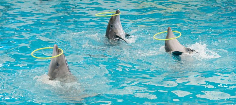 Dolphin spinning hoop in the pool, Dolphins show presentation in blue water in aquarium.