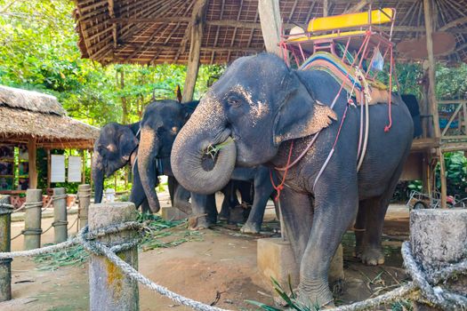 Large Thai elephants with tourist spots on their backs for riding. Summer