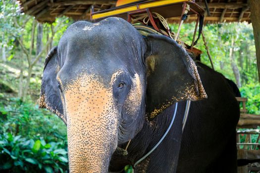 Large Thai elephants with tourist spots on their backs for riding. Summer