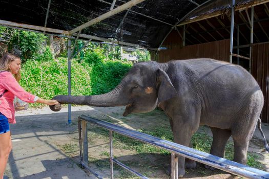 A girl feeds a little elephant in Thailand. Summer