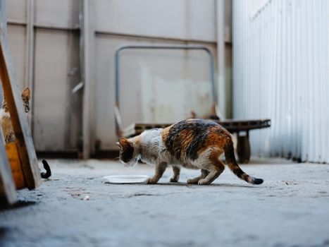 dirty kitten eats from a plate on the street an abandoned room. High quality photo