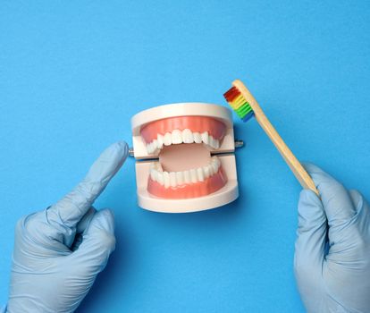 female hand in blue latex gloves holds plastic model of a human jaw with white teeth and  wooden toothbrush on a blue background, oral hygiene, close up