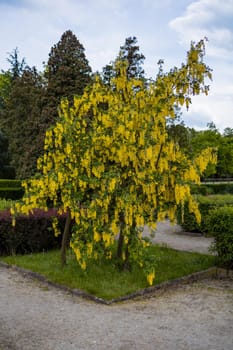 Small bush in park full of small yellow hanging flowers