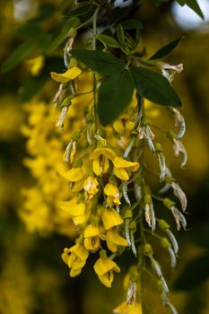 Small yellow flower on branch of small bush in park