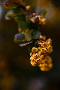 Small yellow flower on branch of small bush in park