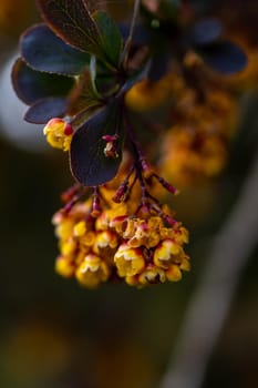 Small yellow flower on branch of small bush in park