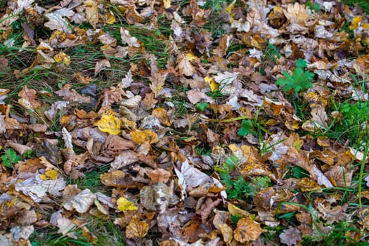 autumn background of different types of fallen wooden leaves with selective focus and shallow depth of field