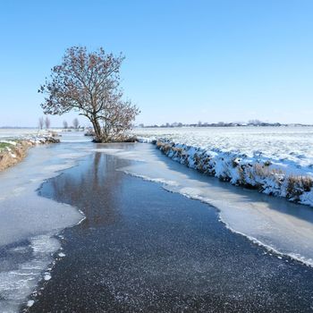meadow landscape of alblasserwaard covered in snow with tree and frozen canal under blue sky in the netherlands