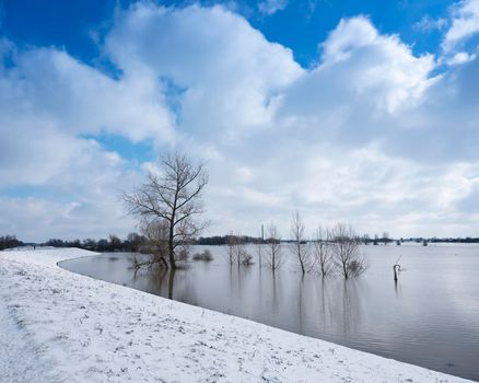 trees in water of floodplanes during flood of river rhine near culemborg in holland under blue sky with clouds next to snow covered dike