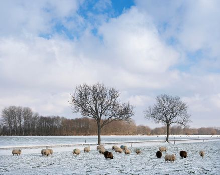 sheep in dutch meadow with snow and trees in the netherlands under blue sky