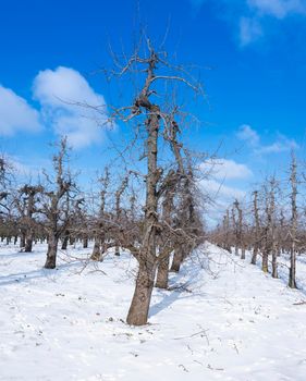 rows of old apple trees in orchard with snow under blue sky during winter in the netherlands