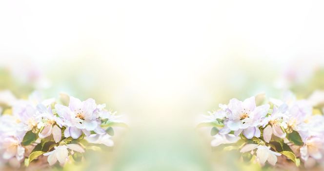 Spring Blossom border. Soft focus image with copy space