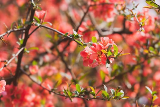 Red spring flowers. Blossoming Chaenomeles (flowering quince, Japanese quince)