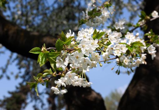 Brunch of blossoming spring tree. Soft image of blossoming tree brunch with white flowers