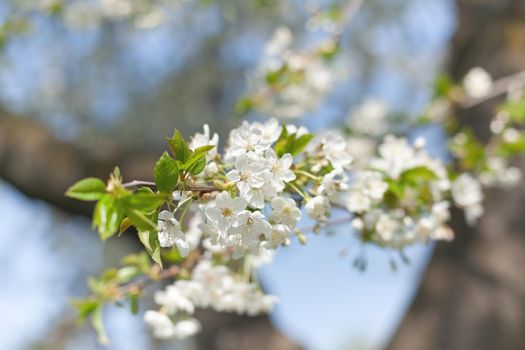 Brunch of blossoming spring tree. Soft image of blossoming tree brunch with white flowers
