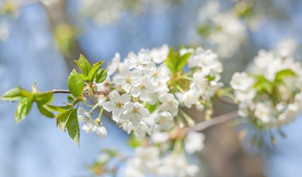 Brunch of blossoming spring tree. Soft image of blossoming tree brunch with white flowers
