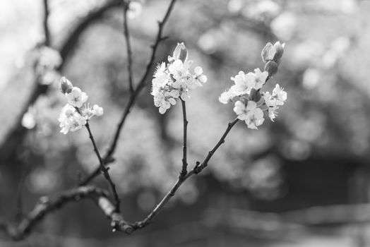 Brunch of blossoming spring tree. Soft image of blossoming tree brunch with white flowers