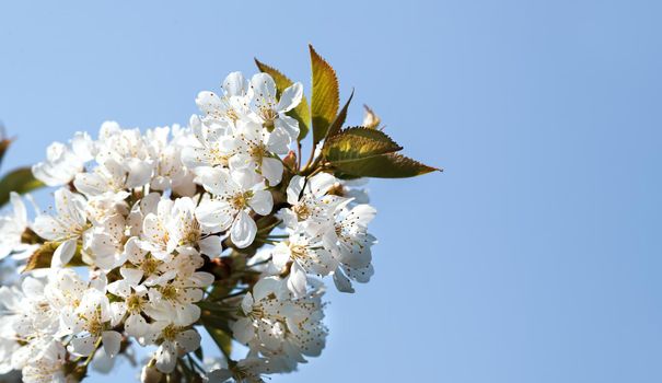 Brunch of blossoming spring tree. Soft image of blossoming tree brunch with white flowers and copy space