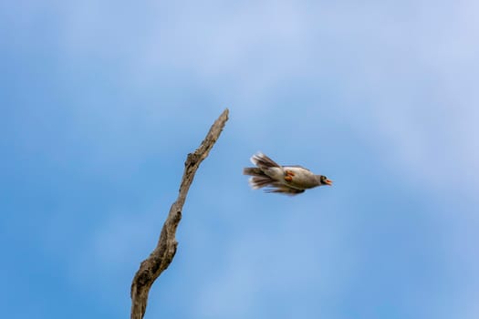 A wild bird flying from a dead tree branch with a clear blue sky background in regional Australia