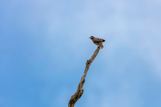 A wild bird sitting on a dead tree branch with a clear blue sky background in regional Australia