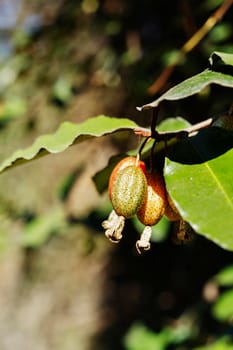 Red and yellow berries of elaeagnus -silverberry- on branch ,edible fruits