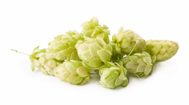 Fresh green hop branch, isolated on a white background. Hop cones for making beer and bread. Close up