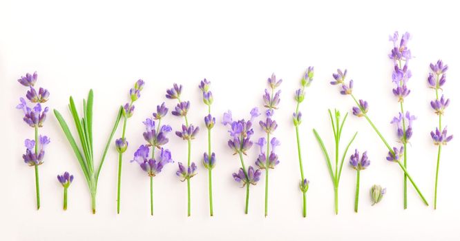 Lavender flowers bundle on a white background.