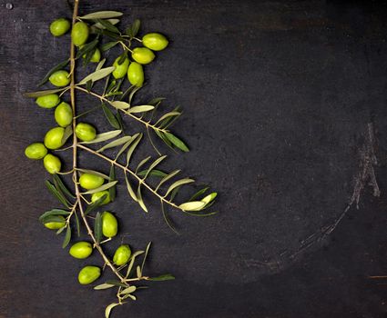 Olive oil and olive branch on the black background