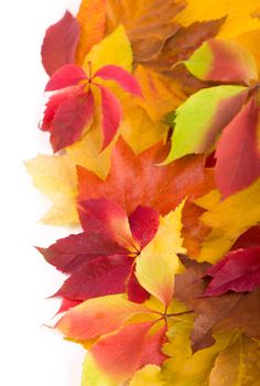 yellow wet autumn leaves on the background old wood