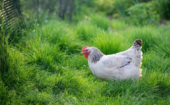 Rooster and Chickens. Free Range Cock and Hens.