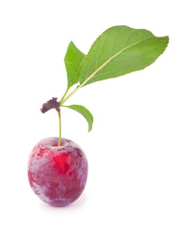 One ripe plum with green leaf isolated on white background.