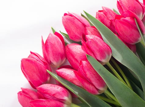 Pink tulips bouquet isolated on white background