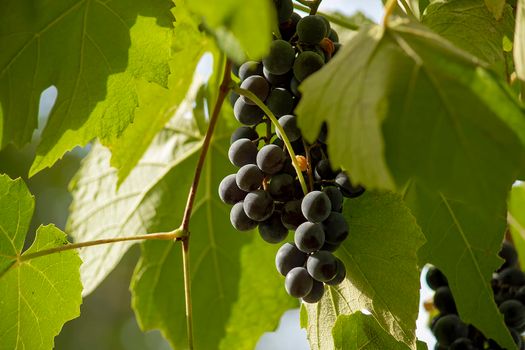The wine variety of Crimean grapes. View from the front.