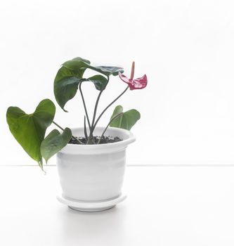 On the table is a beautiful indoor Anthurium flower with bright red flowers. Front view on the background of a white wall, copy space.