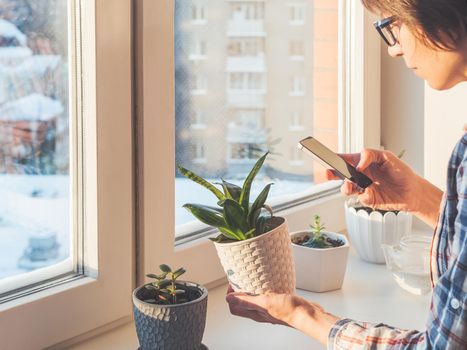 Woman takes pictures of succulent plants with smartphone. Flower pots on window sill. Sansevieria, Crassula. Peaceful botanical hobby. Gardening at home. Winter sunset.