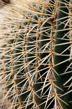 the Cactus Cactaceae or Echinocactus Grusonii from Mexico at the Cactus Garden in the village of Guatiza on the Island of Lanzarote on the Canary Islands of Spain in the Atlantic Ocean.  Spain, Canary Islands, Lanzarote, February, 2008